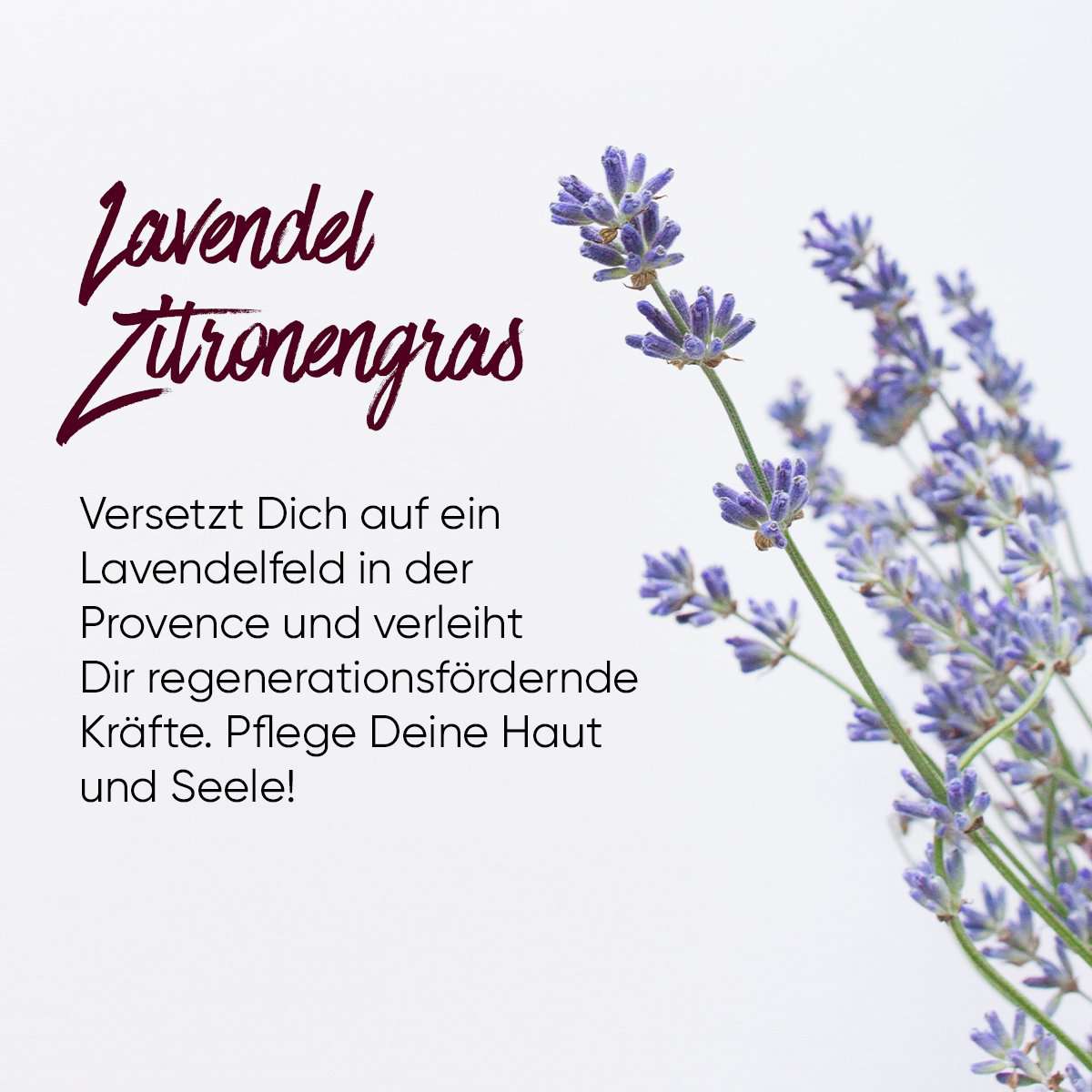 Sause Starter-Set Schaumseife Glasseifenspender Lavendel Zitronengras