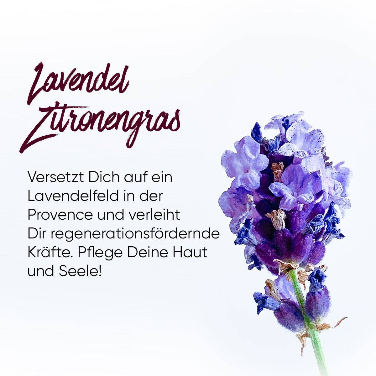Flüssigseife Starter-Set Lavendel Zitronengras 1200 ml